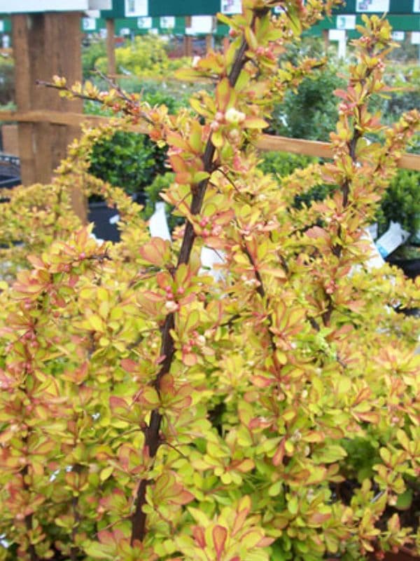 Japanese Barberry (Berberis thunbergii)