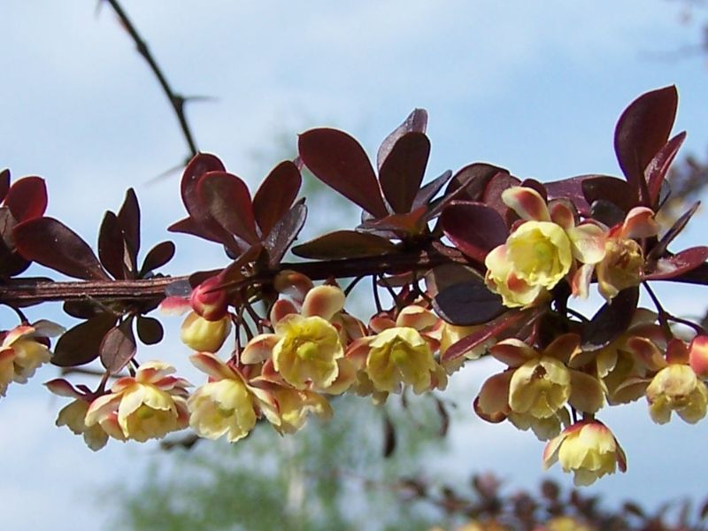 Japanese Barberry (Berberis thunbergii)