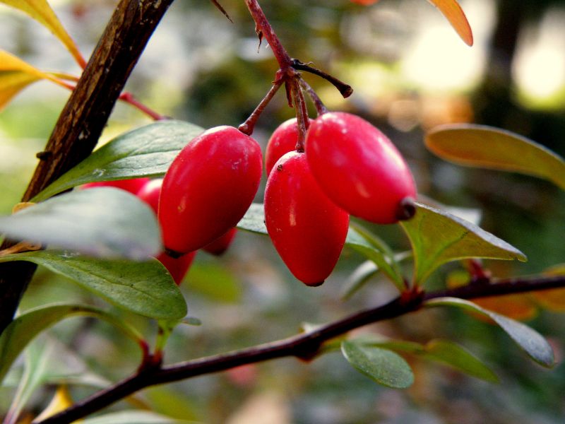 Japanese Barberry (Berberis thunbergii)