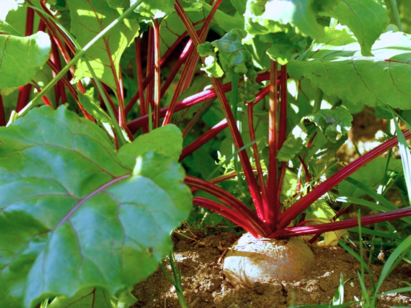 Beetroot (Beta vulgaris)