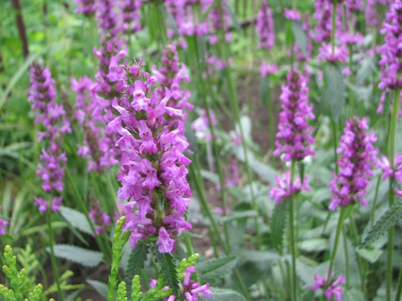 Betony (Betonica officinalis)