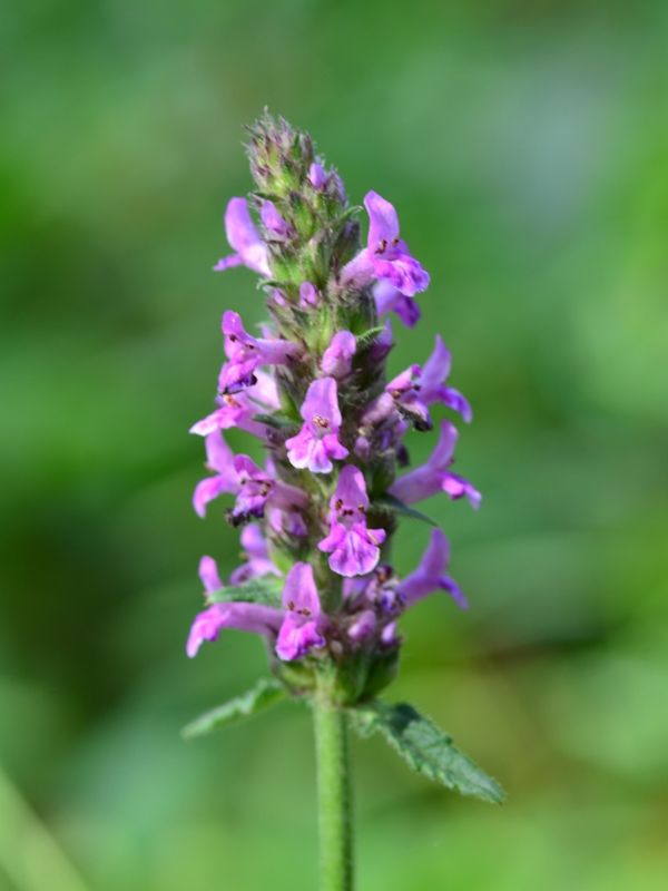 Betony (Betonica officinalis)