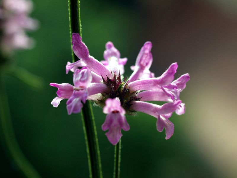 Betony (Betonica officinalis)