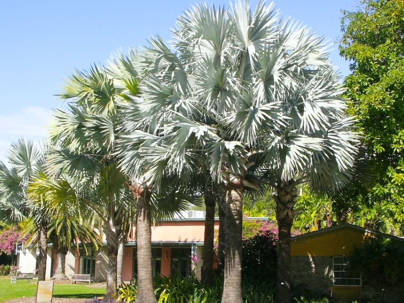 Bismark Palm (Bismarckia nobilis)