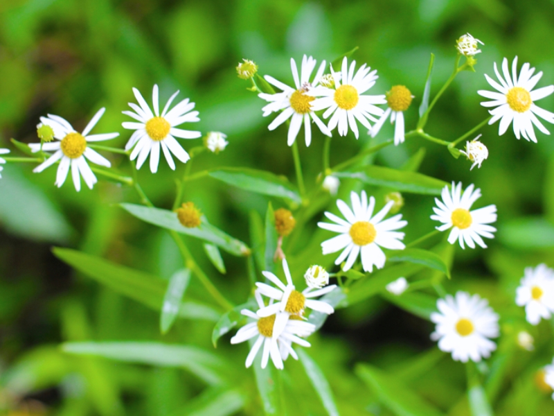 False Aster (Boltonia asteroides)