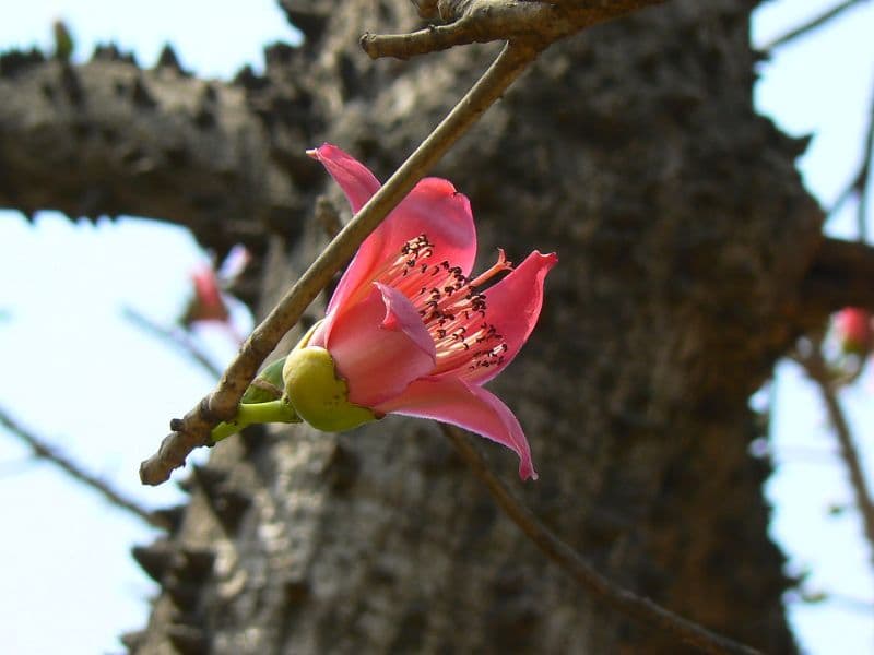 Red Silk Cotton Tree (Bombax ceiba)