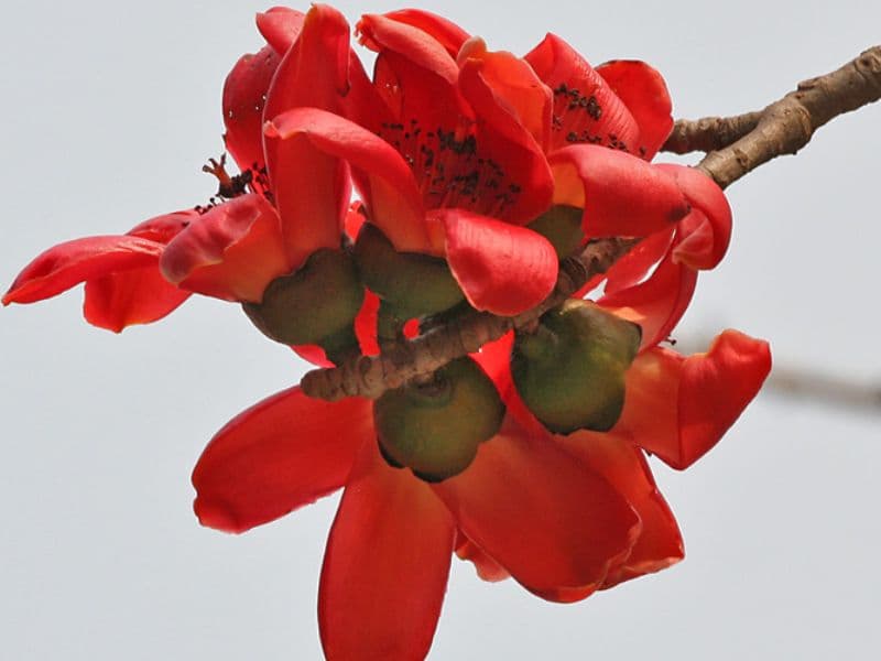 Red Silk Cotton Tree (Bombax ceiba)