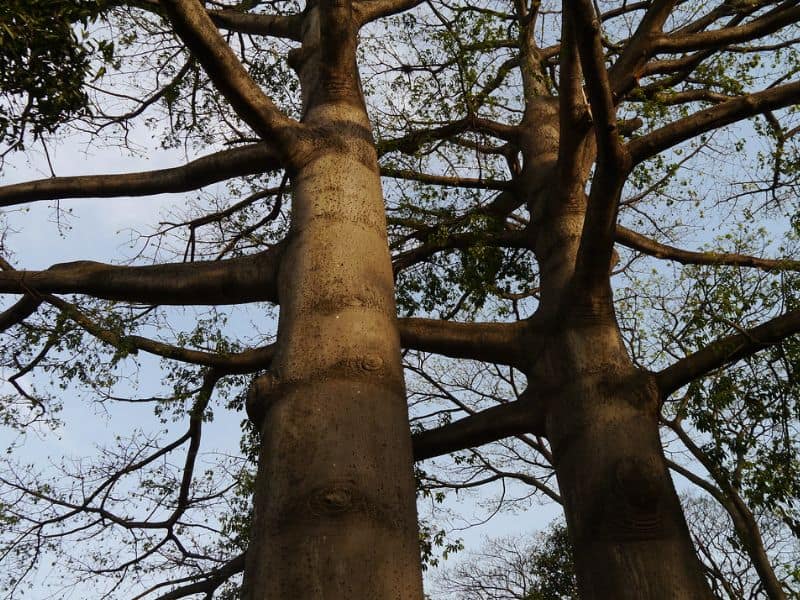 Red Silk Cotton Tree (Bombax ceiba)