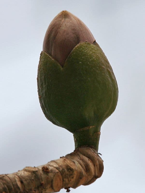 Red Silk Cotton Tree (Bombax ceiba)