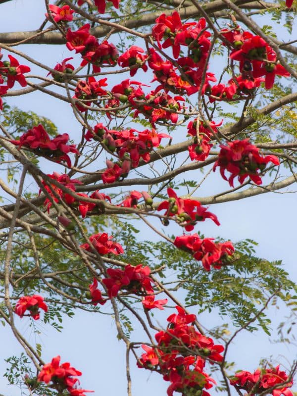 Red Silk Cotton Tree (Bombax ceiba)