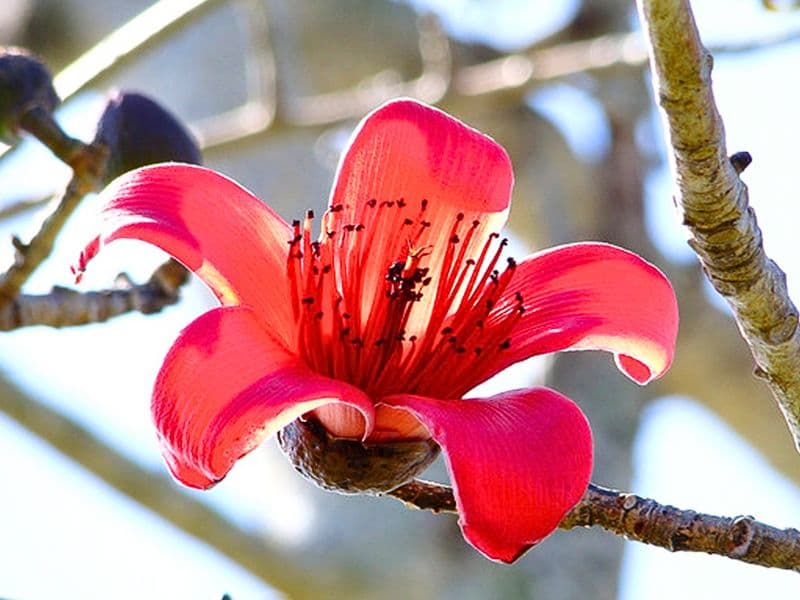 Red Silk Cotton Tree (Bombax ceiba)