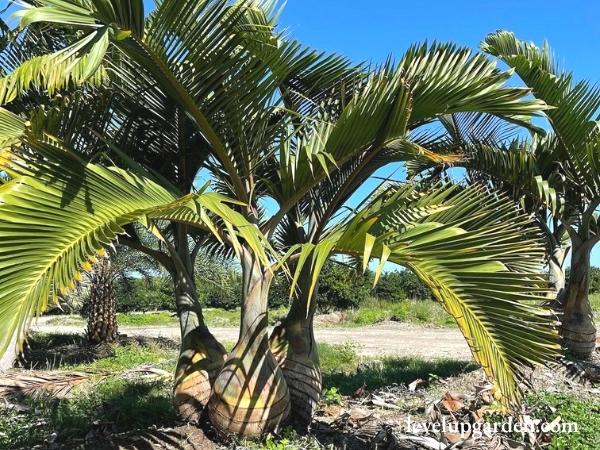 Bottle Palm Tree (Hyophorbe lagenicaulis)
