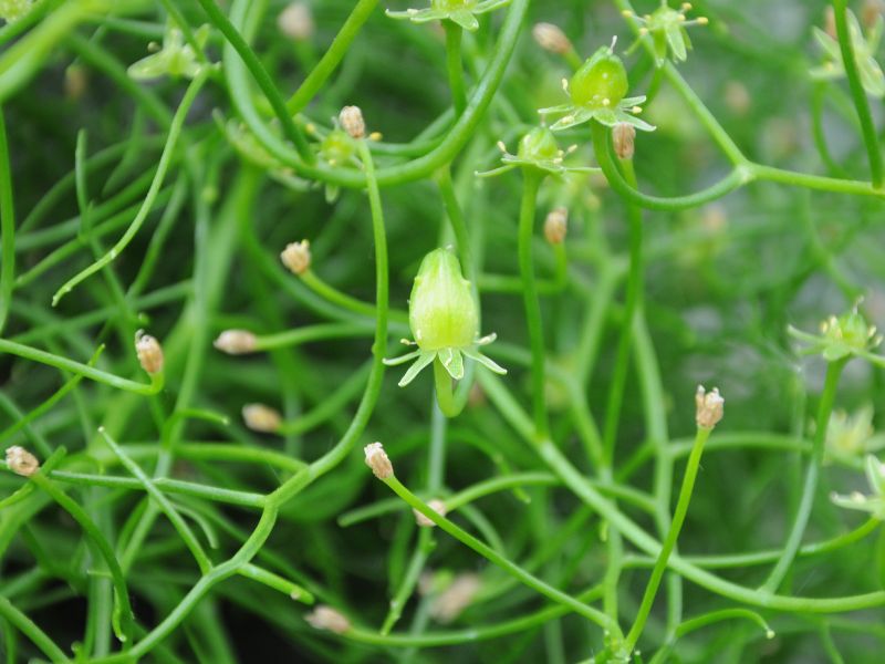 Climbing Onion (Bowiea volubilis)