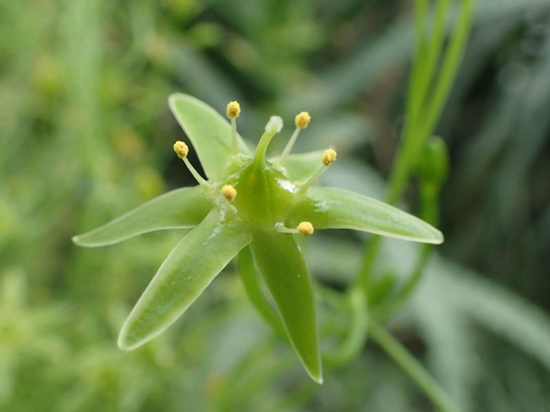 Climbing Onion (Bowiea volubilis)