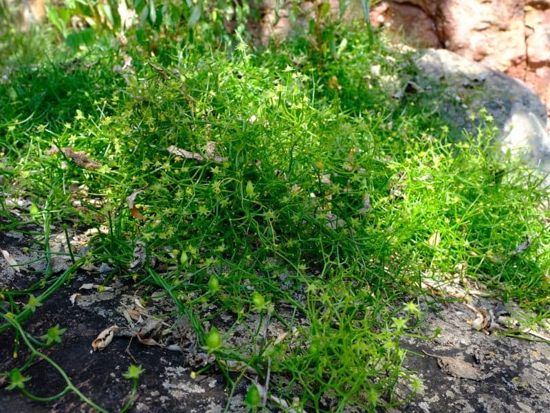 Climbing Onion (Bowiea volubilis)