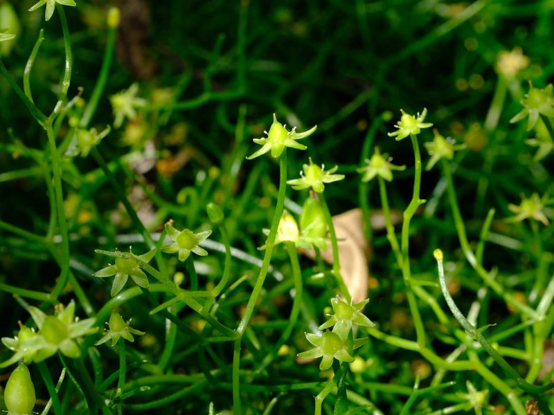 Climbing Onion (Bowiea volubilis)