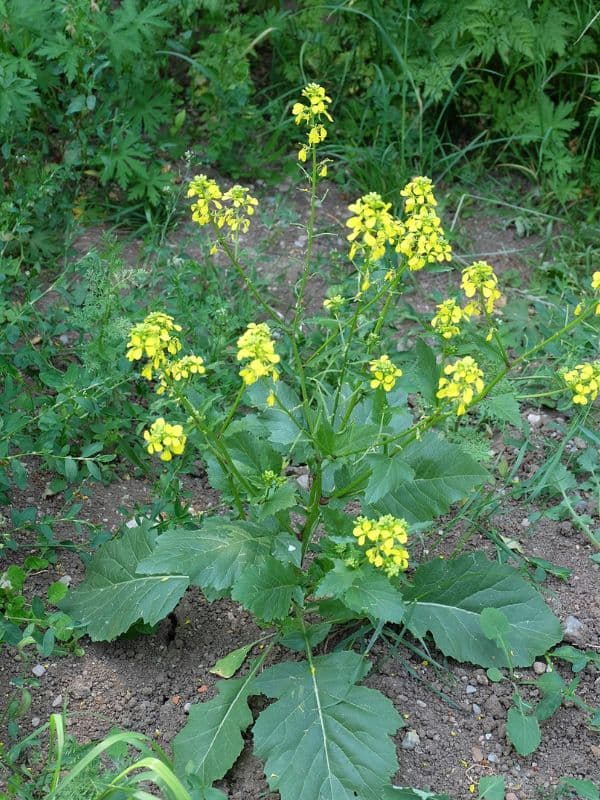 Black Mustard (Brassica nigra)