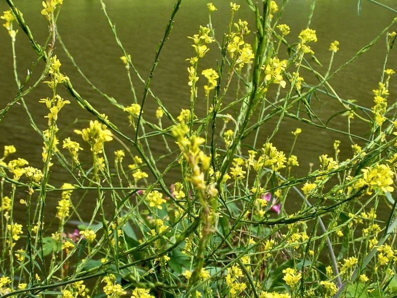 Black Mustard (Brassica nigra)