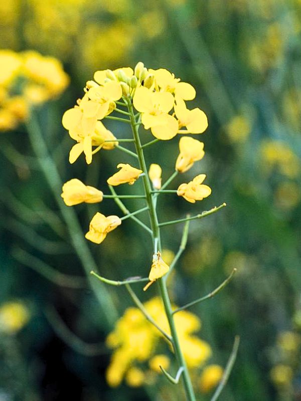 Black Mustard (Brassica nigra)