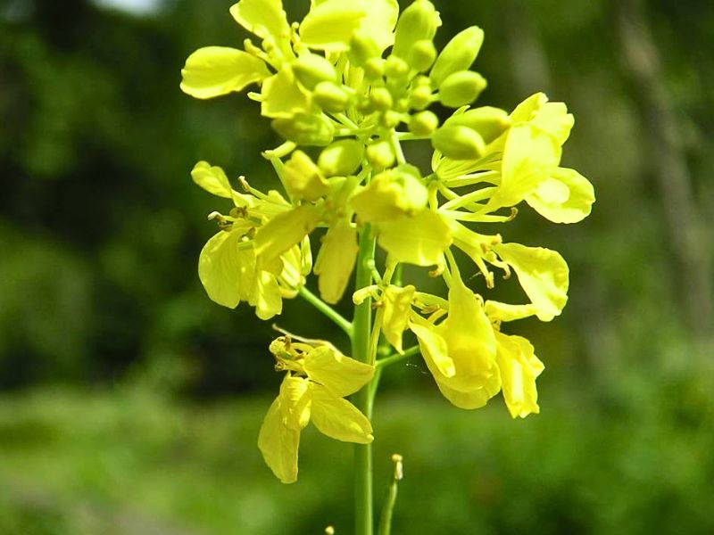 Black Mustard (Brassica nigra)