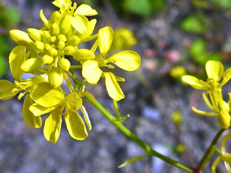 Black Mustard (Brassica nigra)