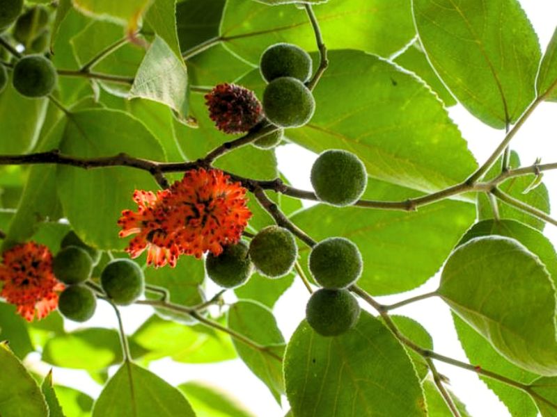 Paper Mullberry (Broussonetia papyrifera)