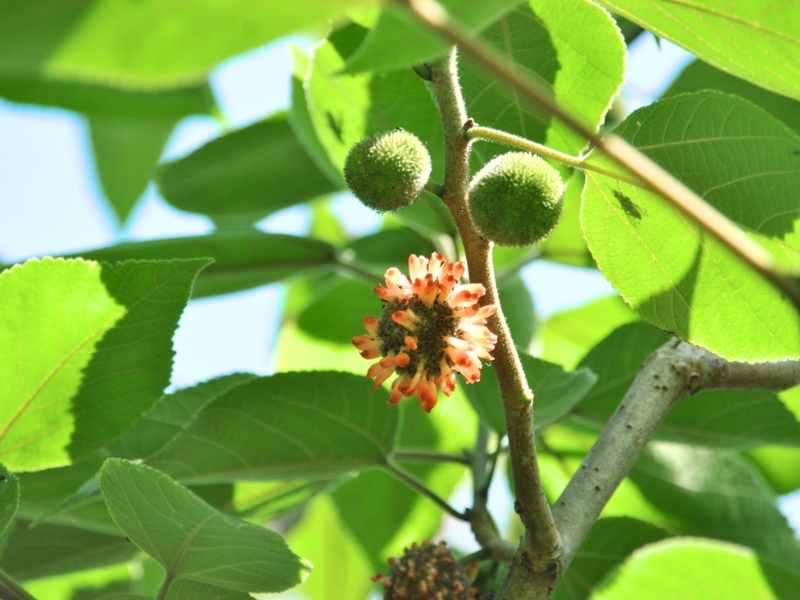 Paper Mullberry (Broussonetia papyrifera)