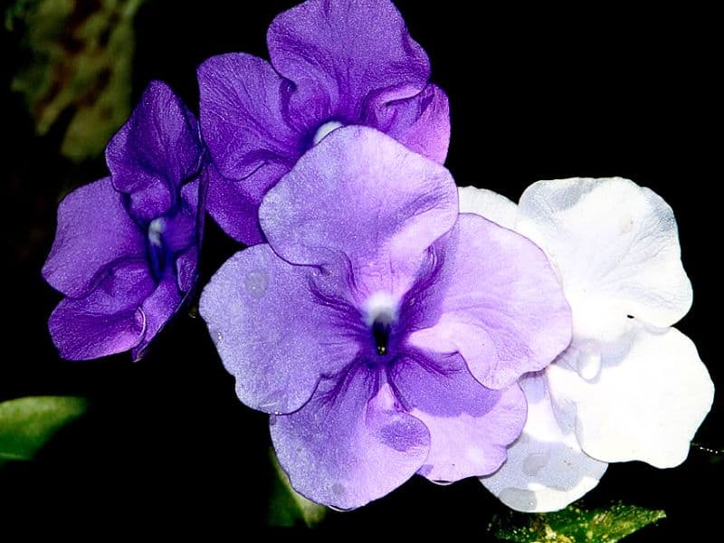 Brunfelsia pauciflora (Yesterday, Today and Tomorrow Plant)