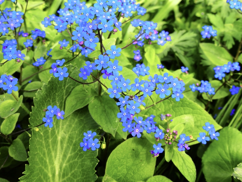 Siberian Bugloss (Brunnera macrophylla)