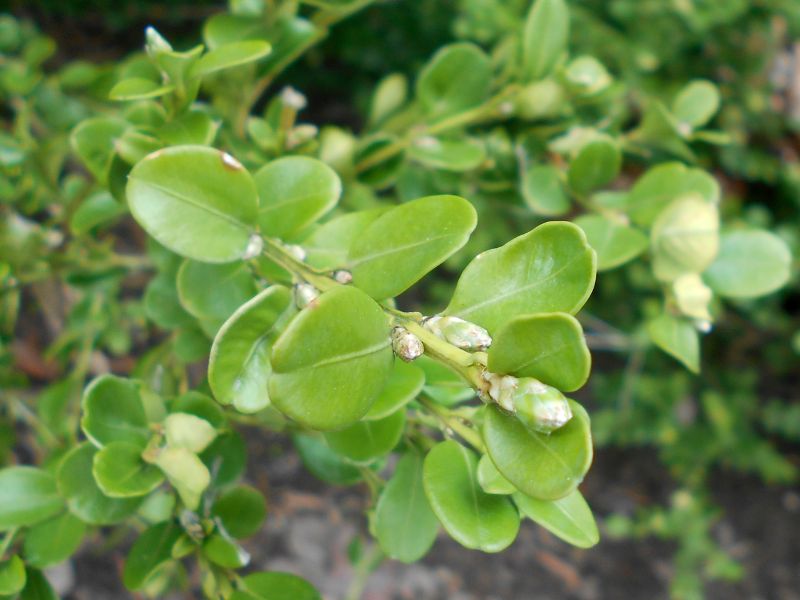 Chinese Box (Buxus sinica) - Level Up Garden