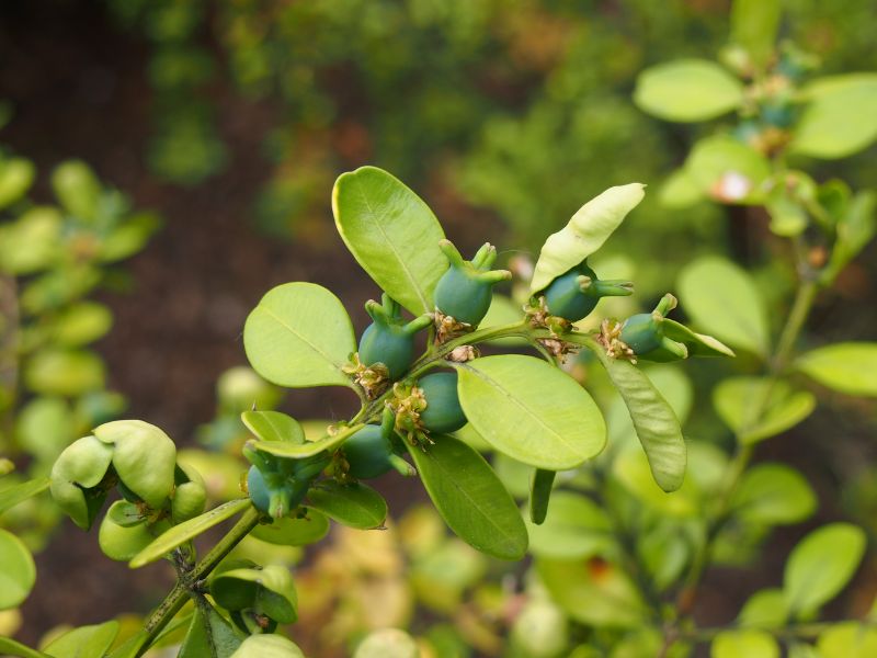 Chinese Box (Buxus sinica)