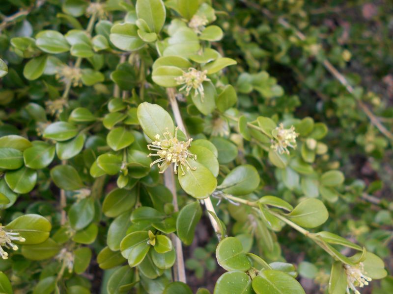 Chinese Box (Buxus sinica)