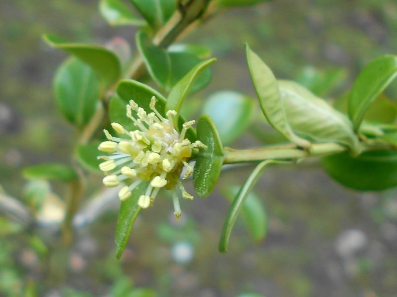 Chinese Box (Buxus sinica)