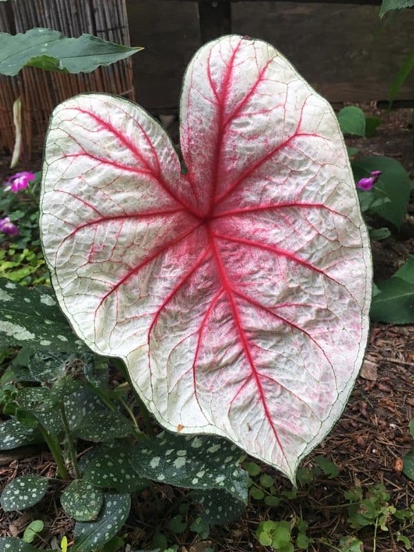 Elephant's Ear Plant (Caladium)