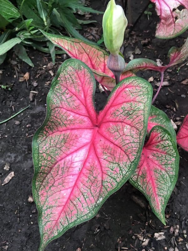 Elephant's Ear Plant (Caladium)