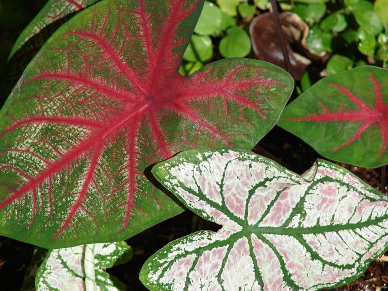 Elephant's Ear Plant (Caladium)