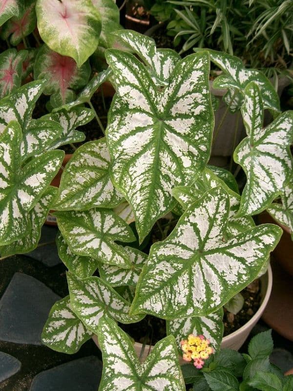 Elephant's Ear Plant (Caladium)