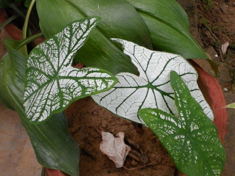 Elephant's Ear Plant (Caladium)