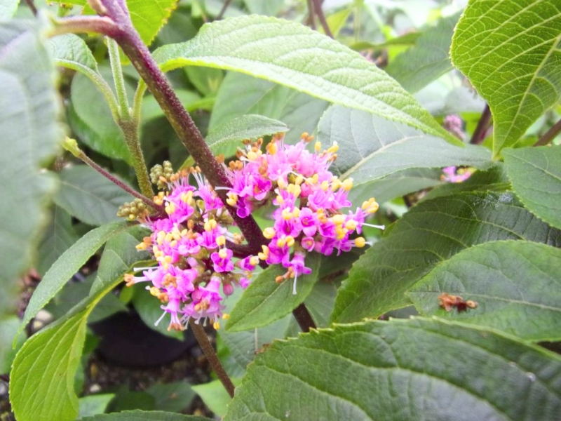 Profusion Beautyberry (Callicarpa bodinieri)