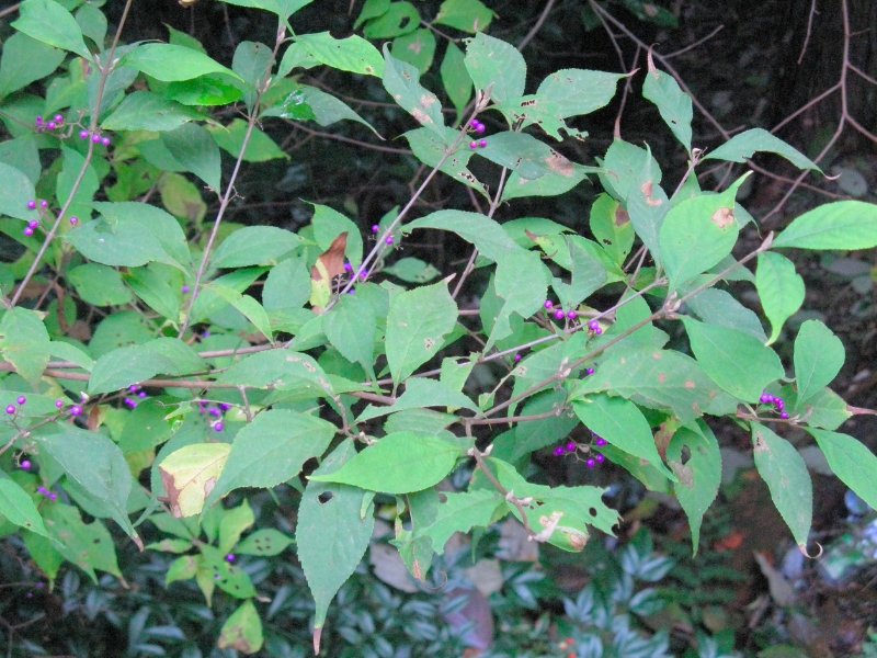 Japanese Beautyberry (Callicarpa japonica)