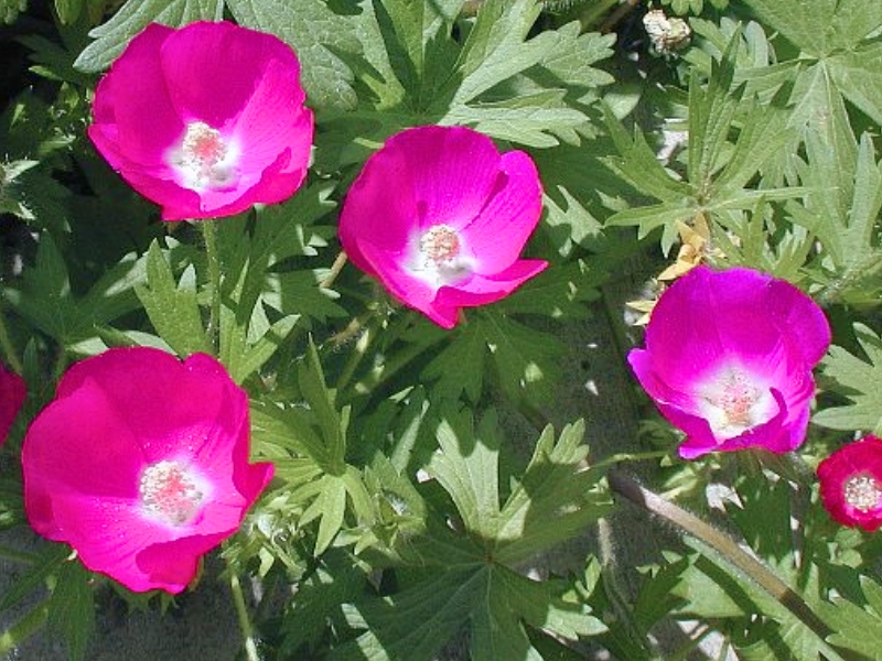 Purple Poppy Mallow (Callirhoe involucrata)