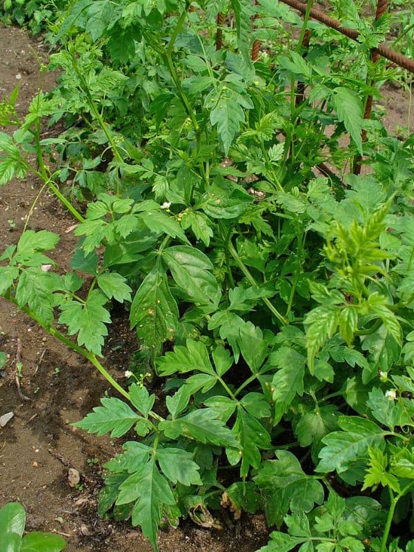 Balloon Vine (Cardiospermum halicacabum)