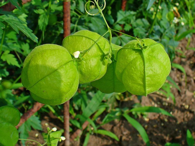 Balloon Vine (Cardiospermum halicacabum)