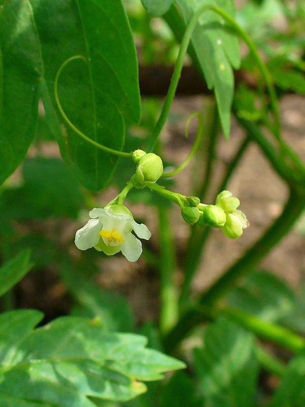 Balloon Vine (Cardiospermum halicacabum)