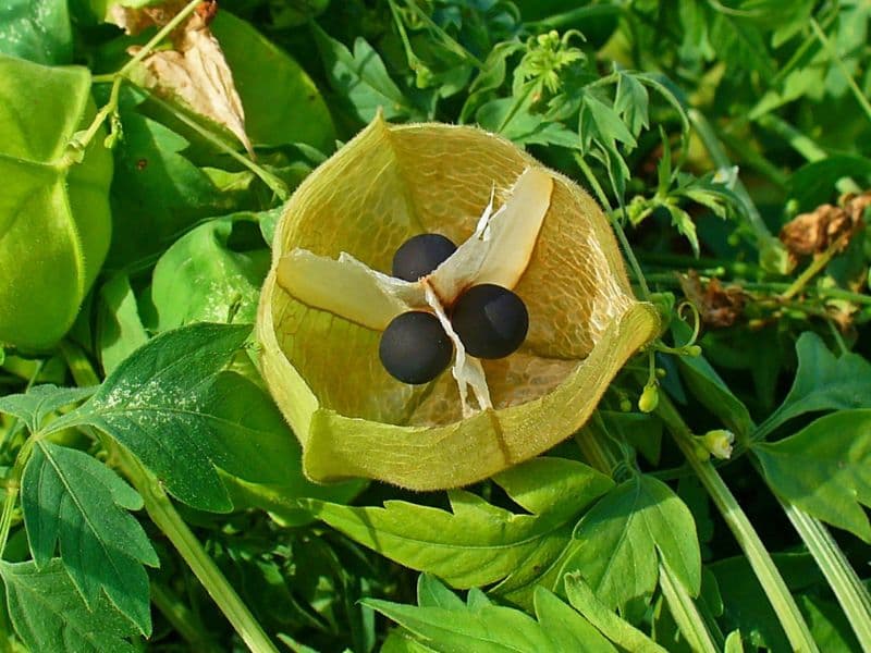 Balloon Vine (Cardiospermum halicacabum)