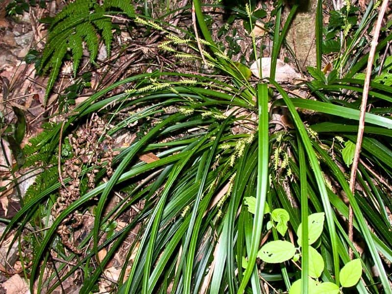 Japanese Sedge (Carex morrowii)