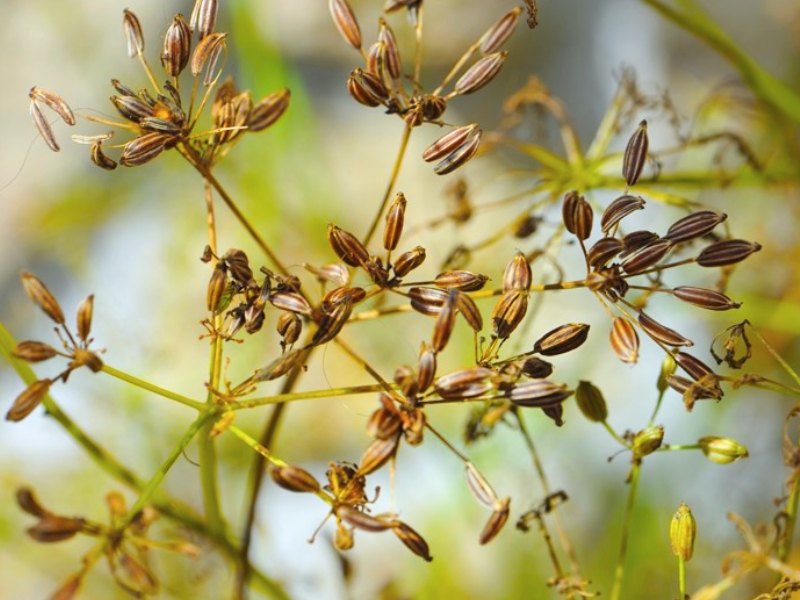 Caraway (Carum carvi)