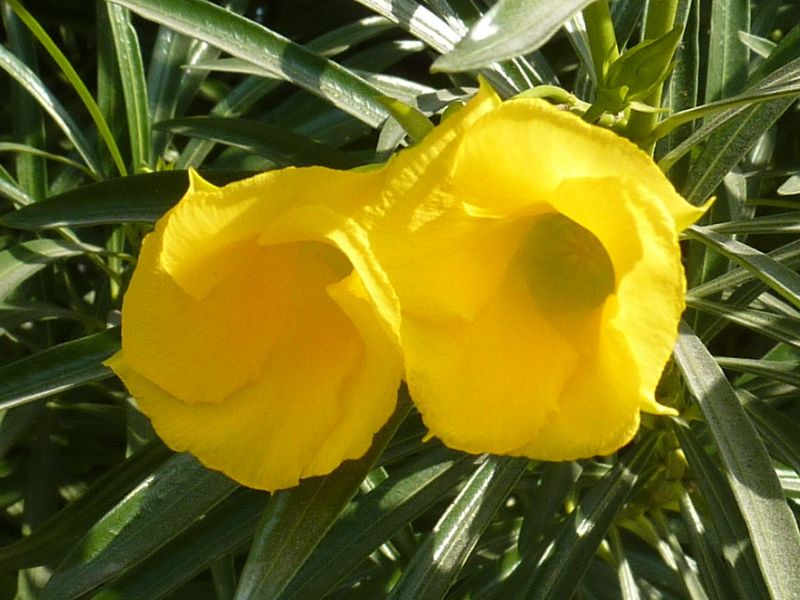 Yellow Oleander (Cascabela thevetia)