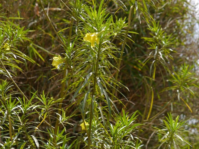 Yellow Oleander (Cascabela thevetia)