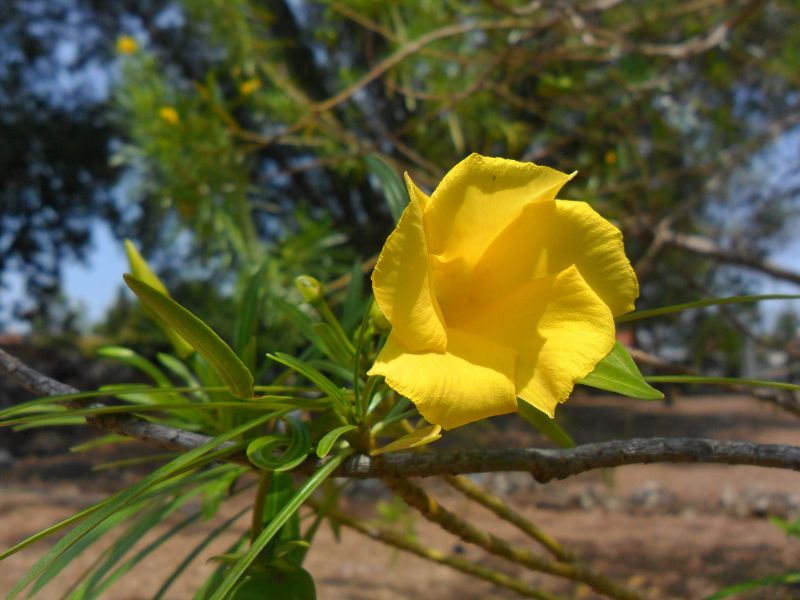 Yellow Oleander (Cascabela thevetia)